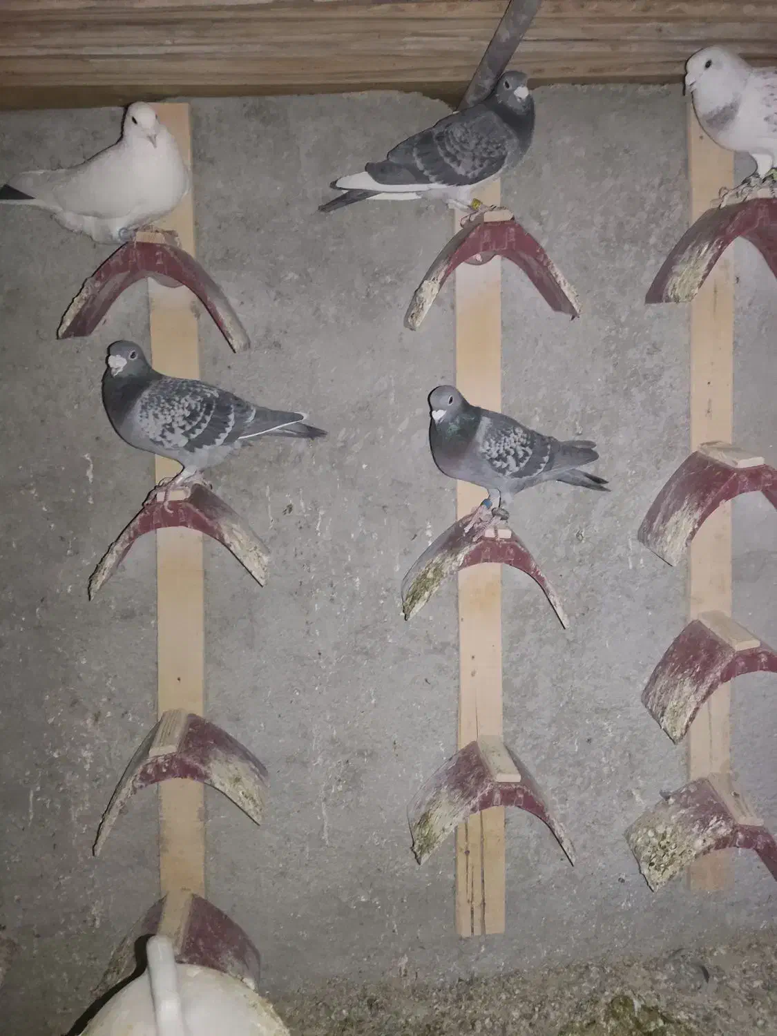 کبوتر|پرنده|سراوان, |دیوار