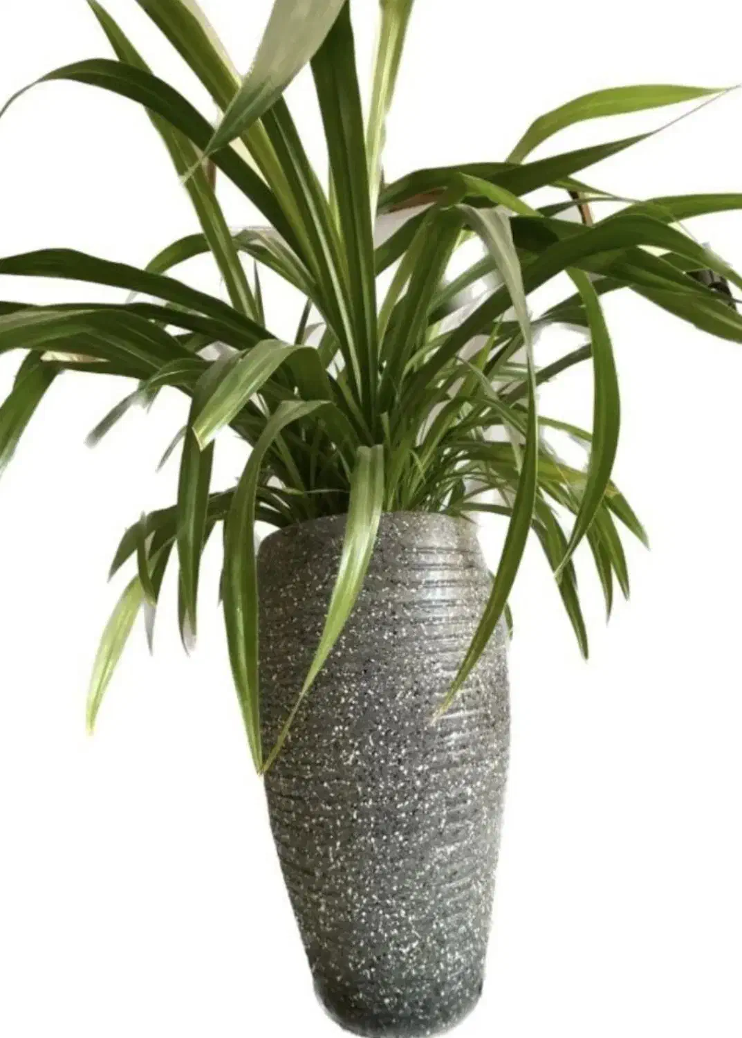 گیاه همیشه سبز با حال‌و‌هوای استوایی|گل و گیاه طبیعی|اصفهان, جلفا|دیوار