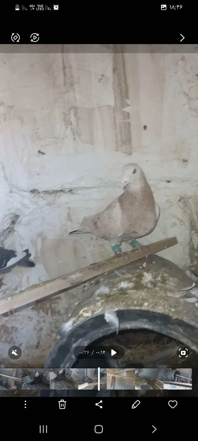 کفتر پلاکی|پرنده|چهارباغ, |دیوار