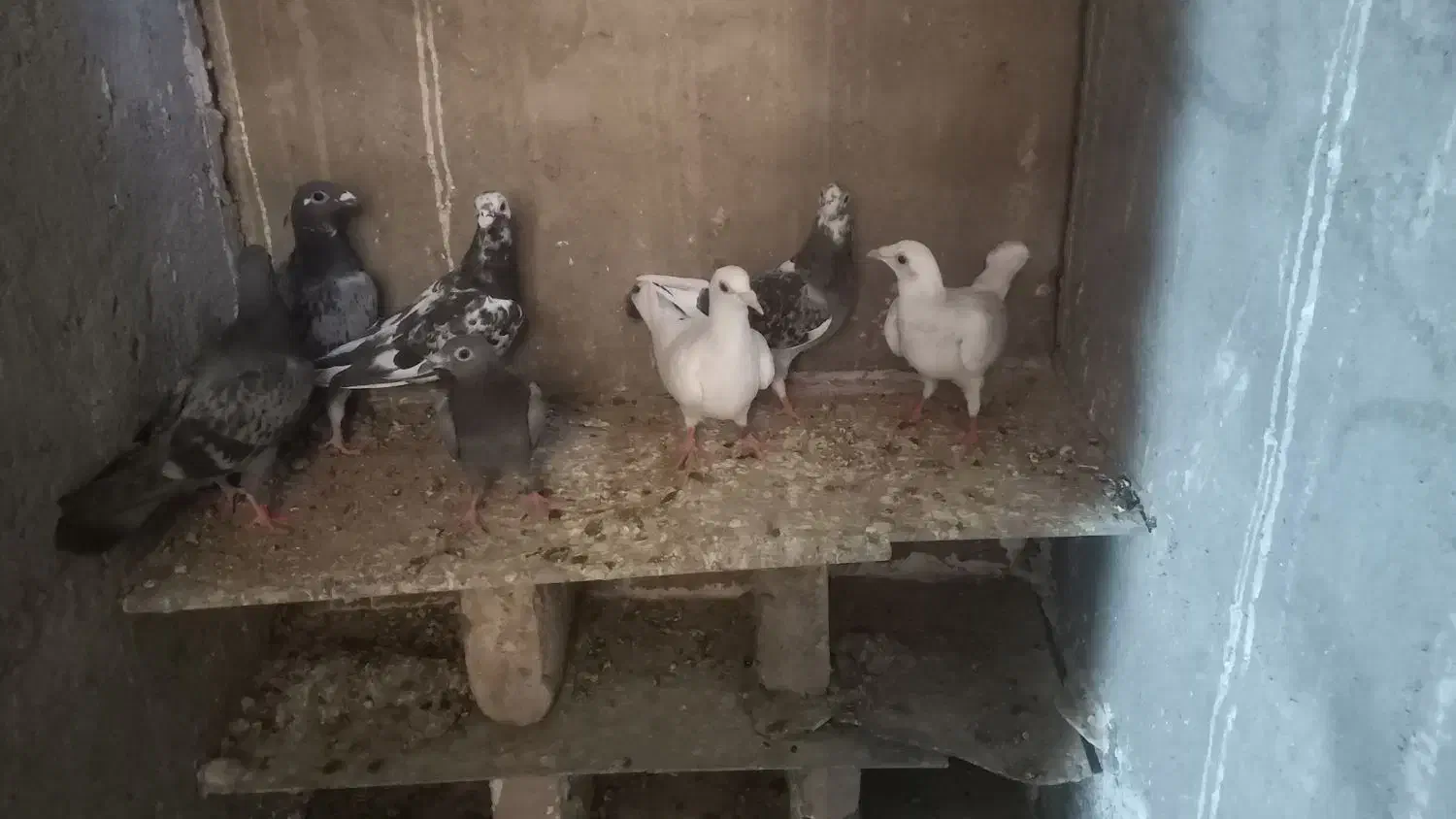 کبوتر پلاکی بوم ندیده|پرنده|زرندیه, |دیوار