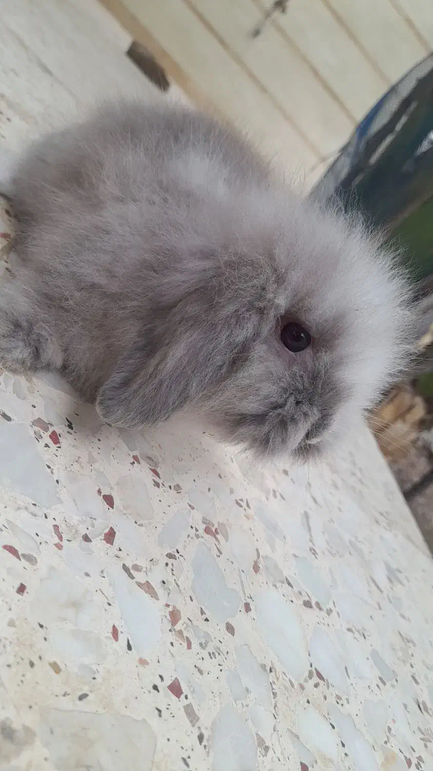 خرگوش لوپ اصیل|موش و خرگوش|تاتار علیا, |دیوار