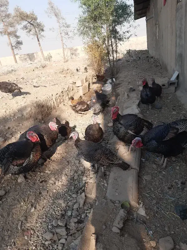 5عدد بوقلمون نر فروشی یا با مرغ هم عوض میکنم|حیوانات مزرعه|پاکدشت, پاکدشت (مامازند)|دیوار