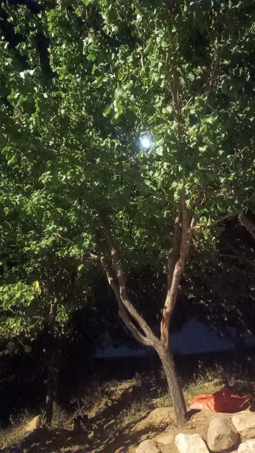 رهن یک دستگاه واحد مسکونی|اجارهٔ خانه و ویلا|الیگودرز, |دیوار