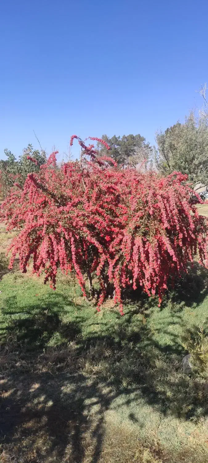 زرشک|خوردنی و آشامیدنی|مود, |دیوار