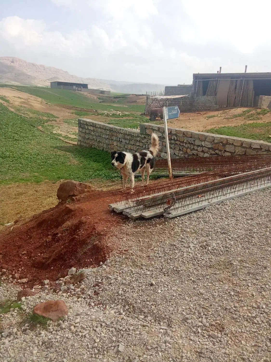 سگ جوان|سگ|سوری, |دیوار