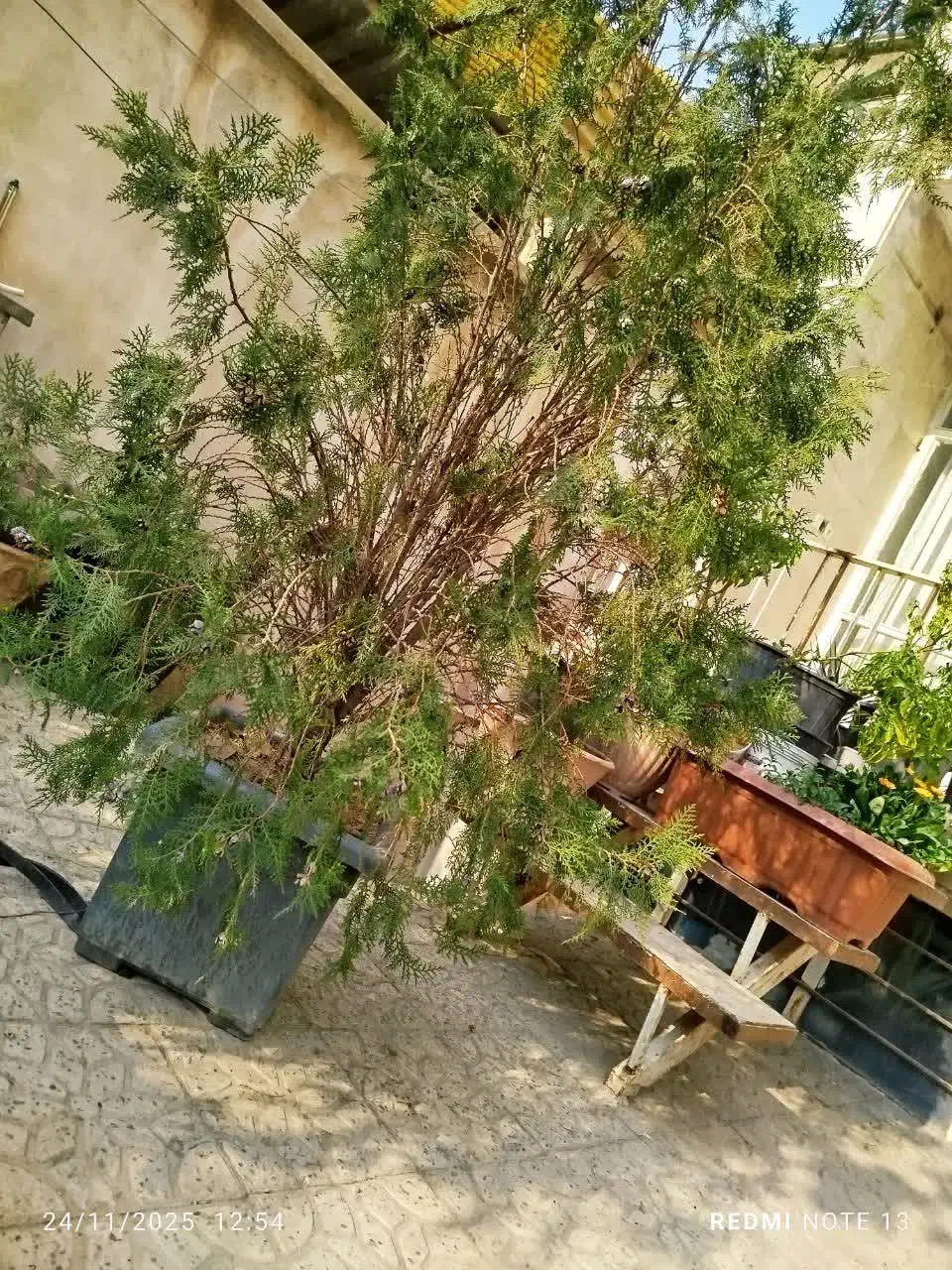 دخت کاج|گل و گیاه طبیعی|کرج, اصفهانی‌ها|دیوار