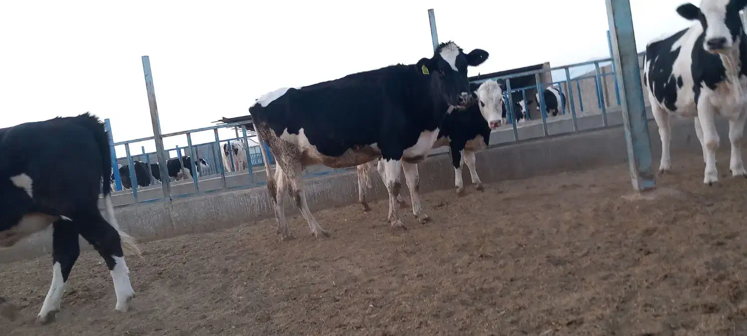 گاوشیری وتلیسه ابستن|حیوانات مزرعه|باشتین, |دیوار