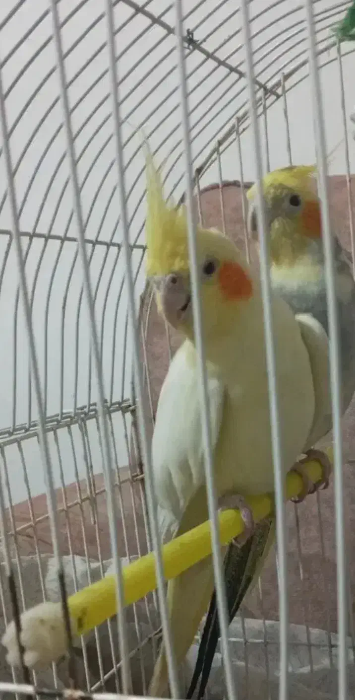 عروس هلندی|پرنده|خسروشاه, |دیوار