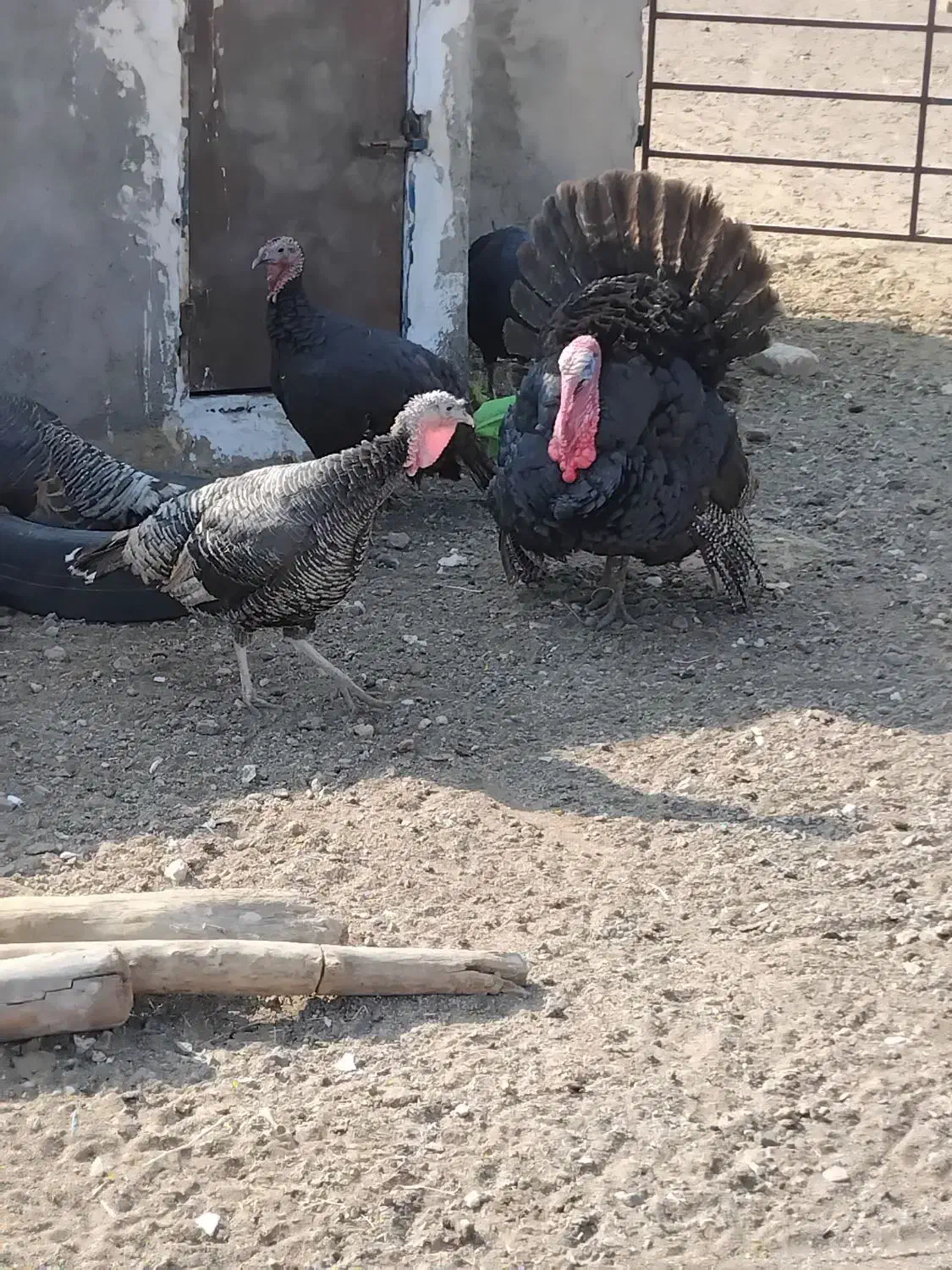 بوقلمون محلی|حیوانات مزرعه|ساوه, |دیوار