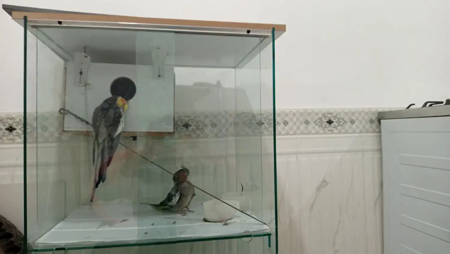 عروس با قفس|پرنده|اهر, |دیوار