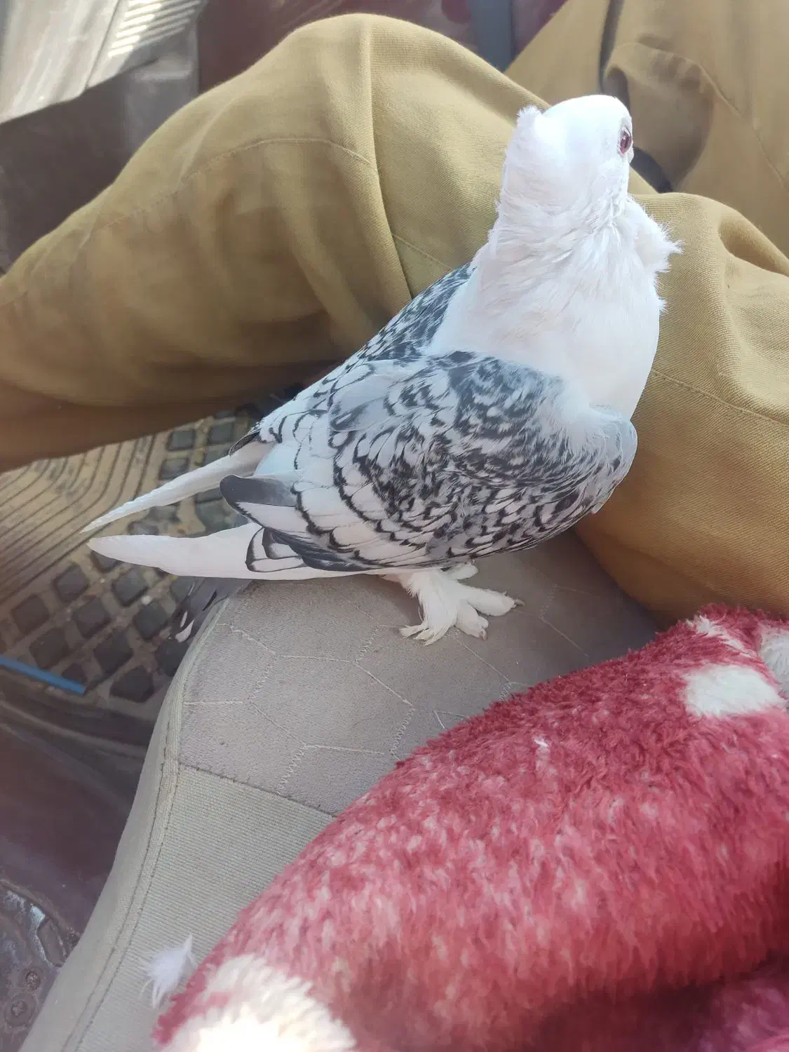 ساتن|پرنده|قائن, |دیوار