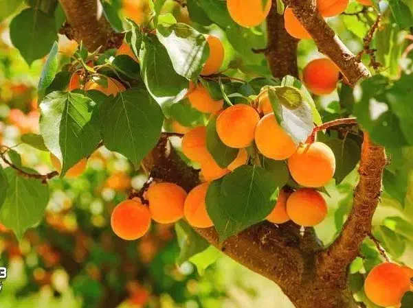 آغاز پیش‌فروش نهال زردآلو شکرپاره لیبل دار|خدمات باغبانی و درختکاری|بانه, |دیوار