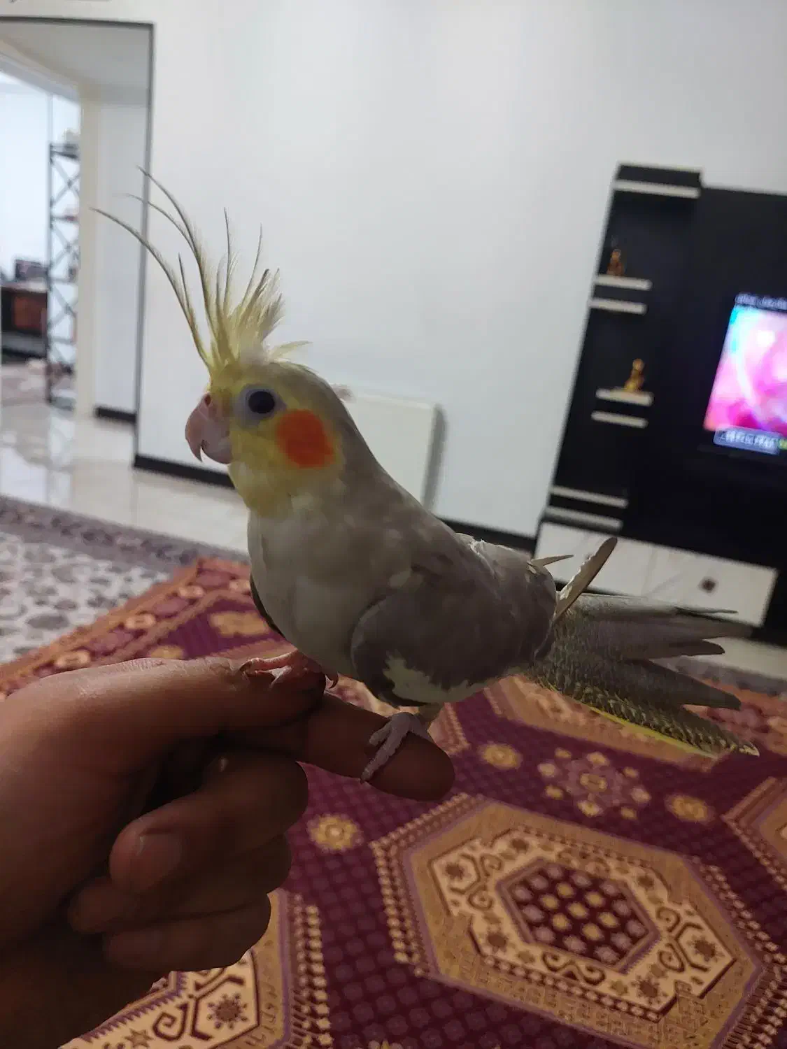 عروس هلندی|پرنده|کرج, شاهین‌ویلا|دیوار