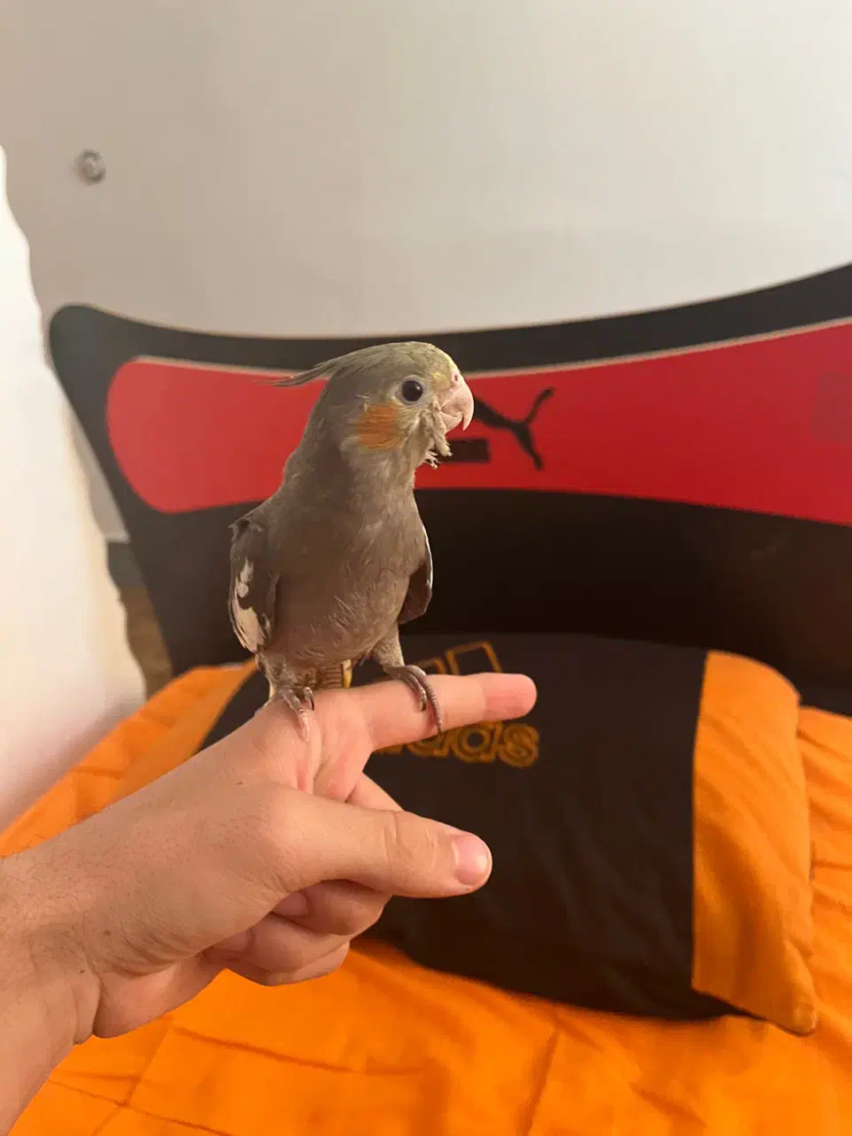 عروس هلندی نر دستی|پرنده|نورآباد ممسنی, |دیوار