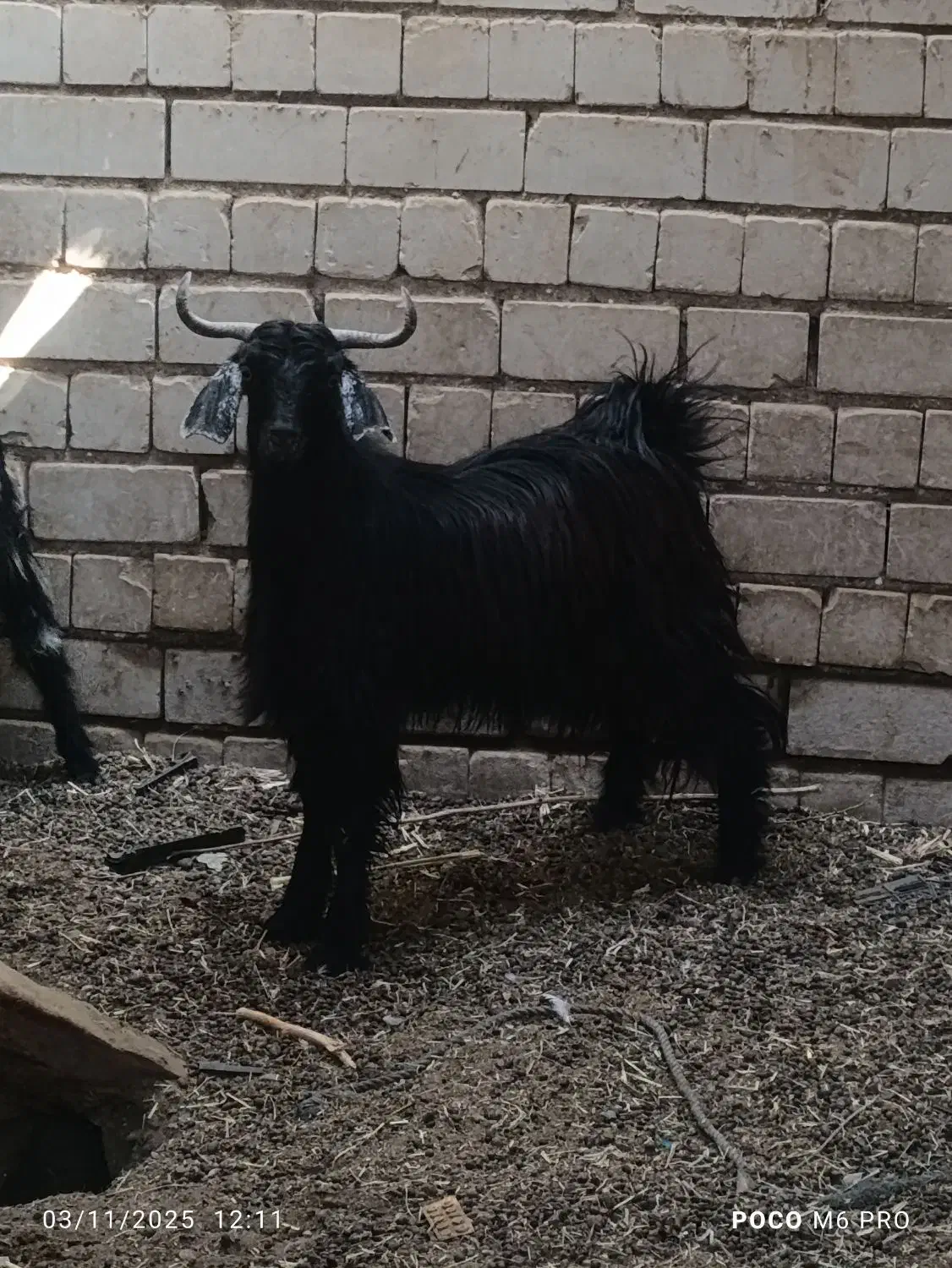 تروشت پزور|حیوانات مزرعه|ایرانشهر, |دیوار