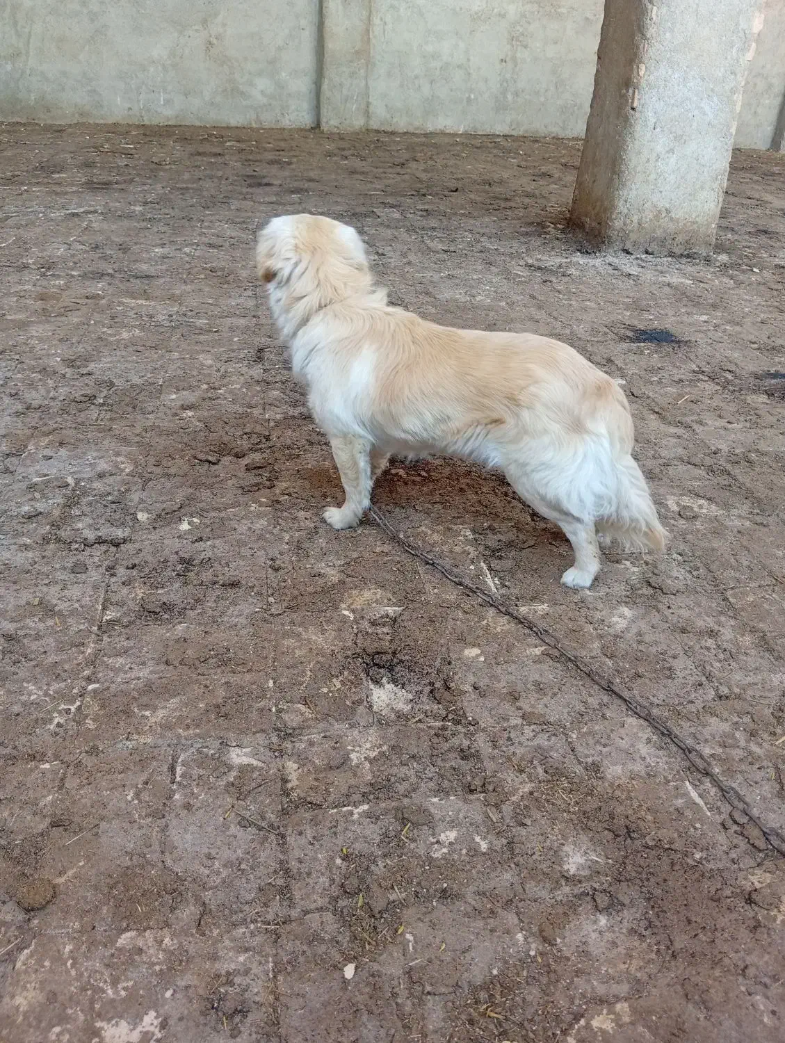 سگ خارجی|سگ|جوادآباد, |دیوار