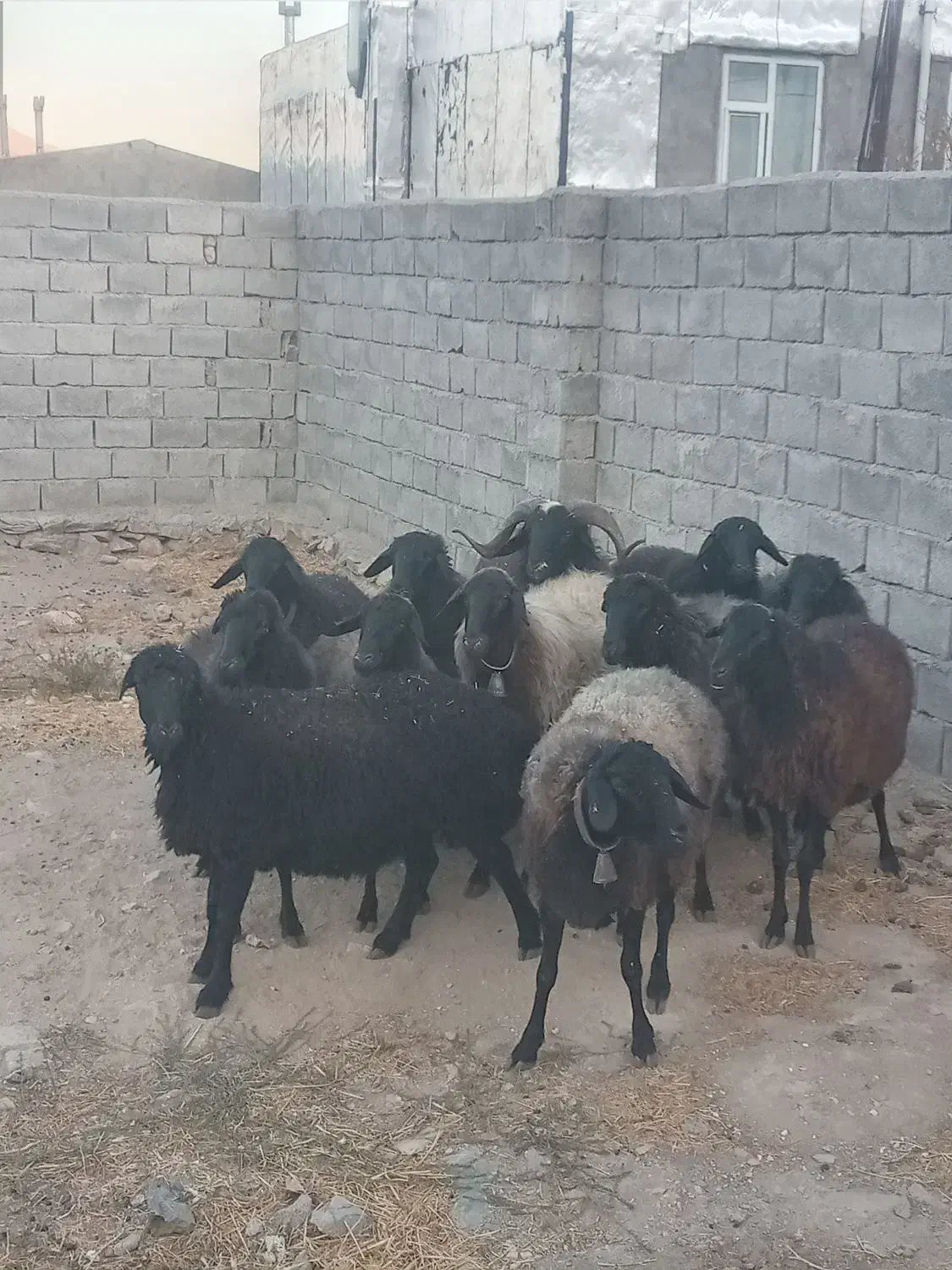 میش شیشک قوچ بره|حیوانات مزرعه|زالیان, |دیوار