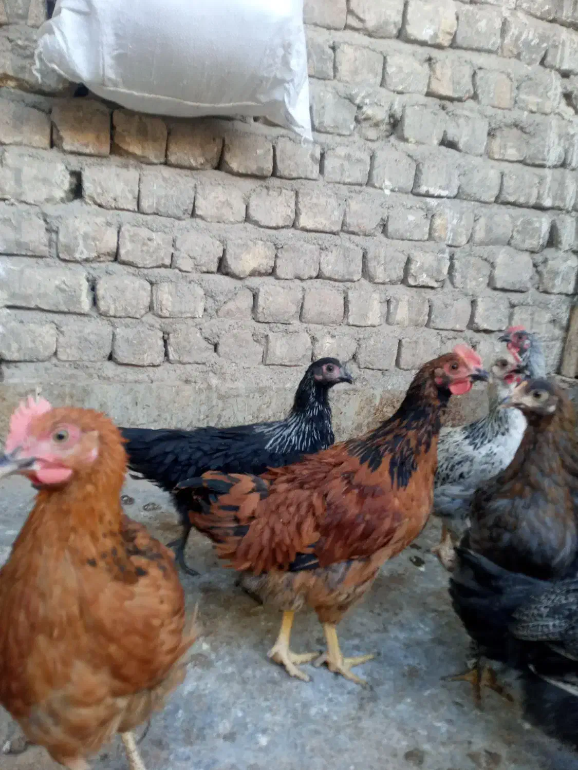 نوچه و جوجه خروس|حیوانات مزرعه|قم, جمکران|دیوار