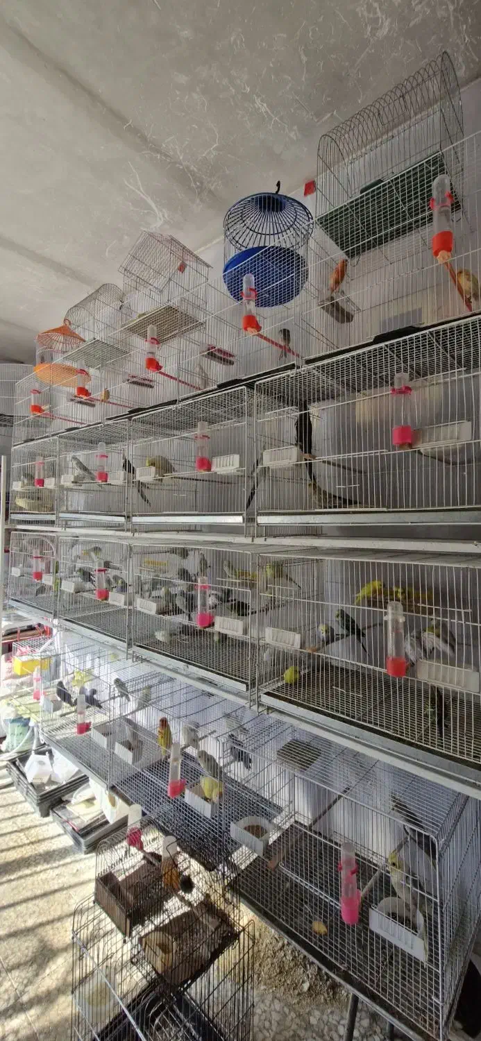 مرغ عشق|پرنده|بیرجند, |دیوار