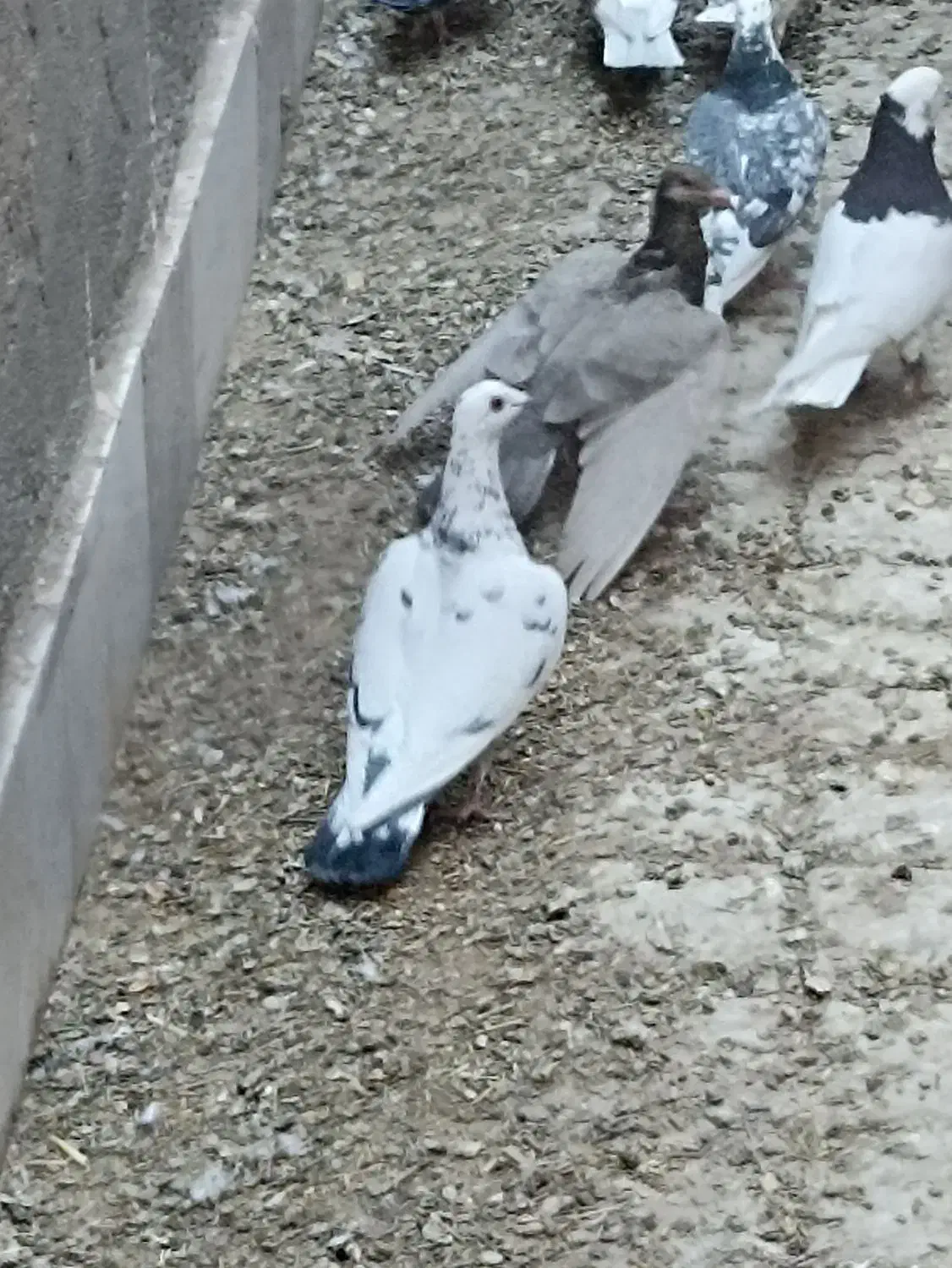 سار  سبز|پرنده|بردسکن, |دیوار