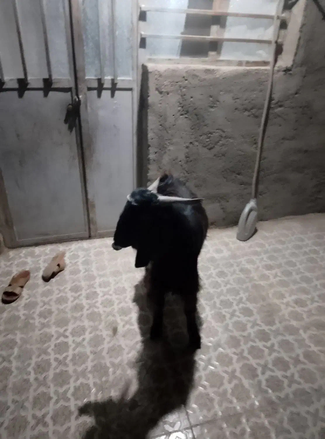 فروشی|حیوانات مزرعه|بمپور, |دیوار