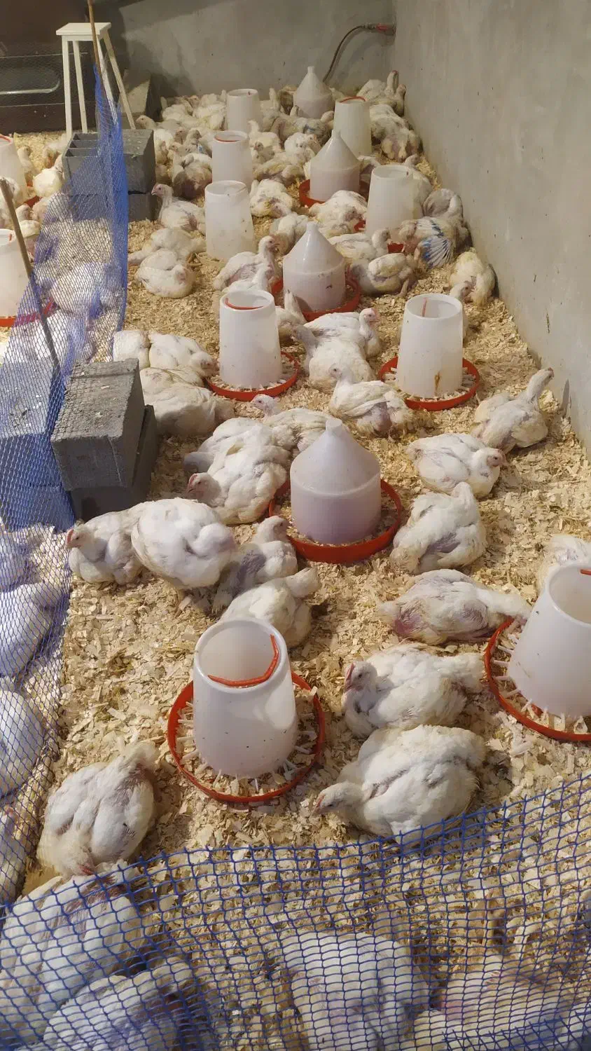 مرغ سبز ارگانیک|حیوانات مزرعه|بابلسر, |دیوار