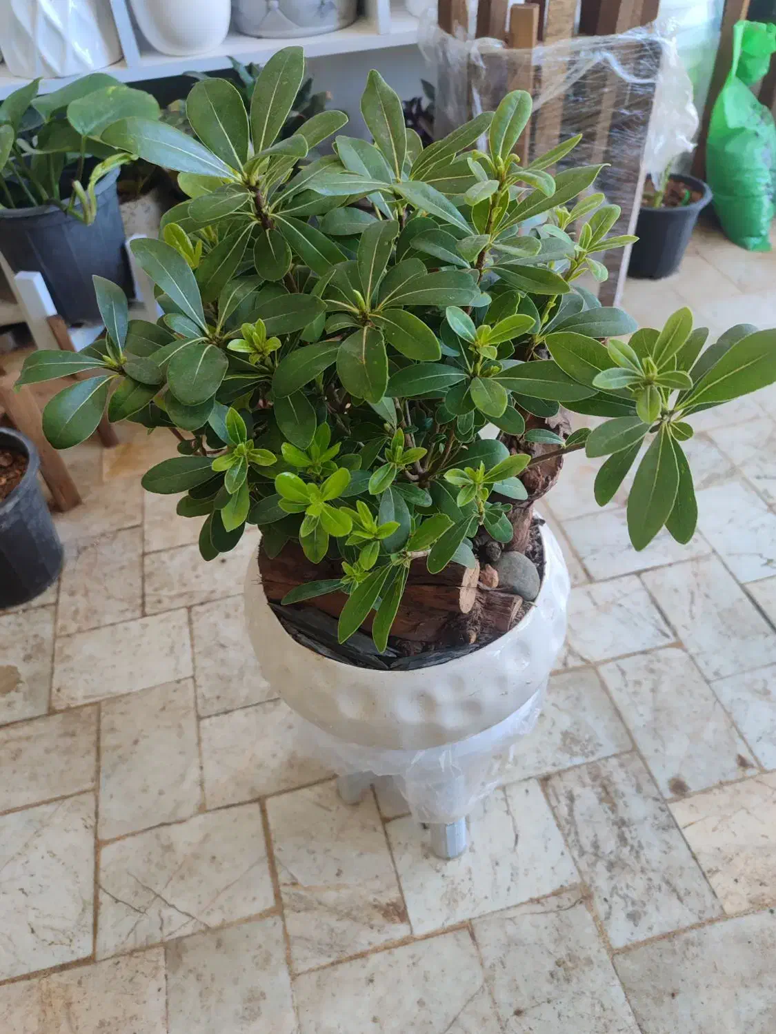 کلی گل خوشگل|گل و گیاه طبیعی|تربت‌حیدریه, قائم|دیوار