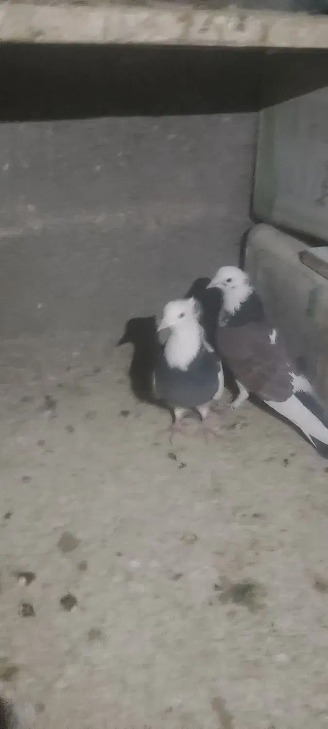 فروش ب دلیل جابجایی|پرنده|فولادشهر, A6|دیوار