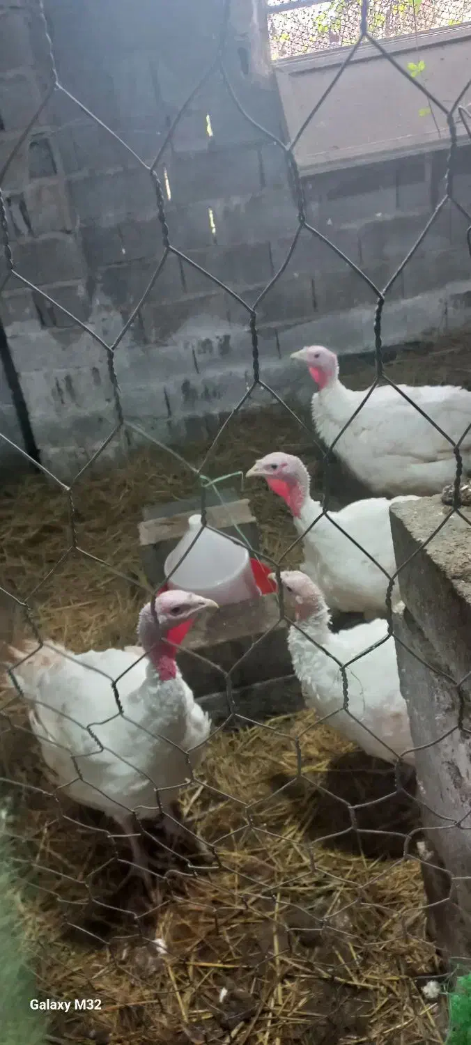 فروش بوقلمون سالم سرزنده|حیوانات مزرعه|سیاهکل, |دیوار