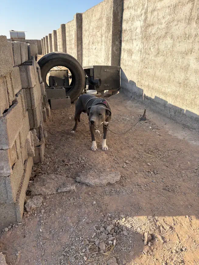 سگ پیت بول|سگ|قزوین, |دیوار