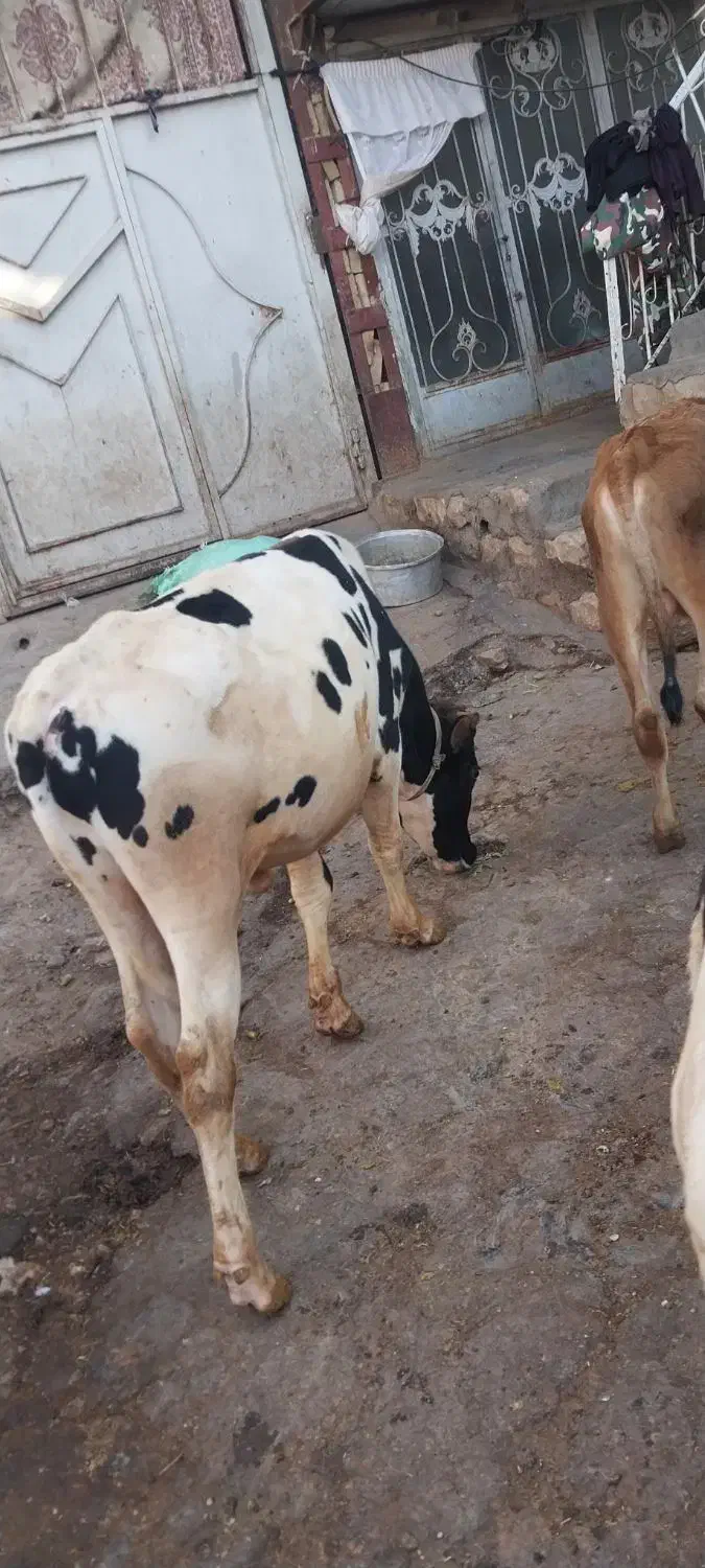 گوساله نر|حیوانات مزرعه|دالاهو, |دیوار