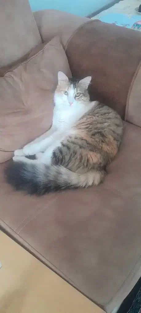 گربه ماده موبلند وزیبارایگان|گربه|رشت, یخسازی|دیوار