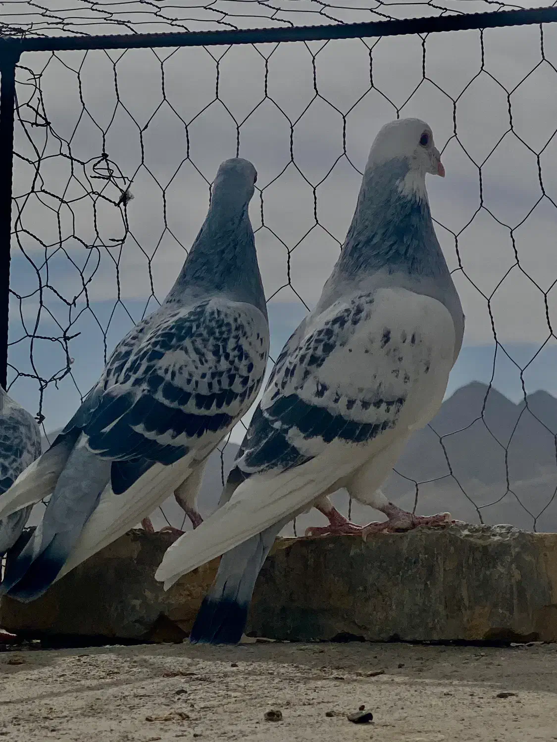 جفتگاه شامی مینا شامی ساده سیا|پرنده|تربت‌حیدریه, کلاته توکلی|دیوار