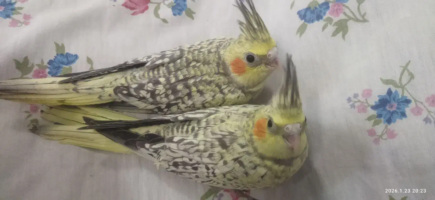 فروش عروس هلندی|پرنده|قائم‌شهر, |دیوار