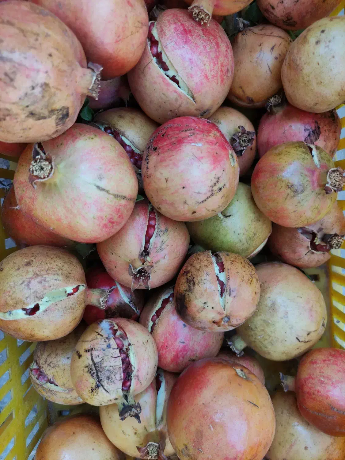 انار خطی جون از باغدار بخر|خوردنی و آشامیدنی|تفت, |دیوار