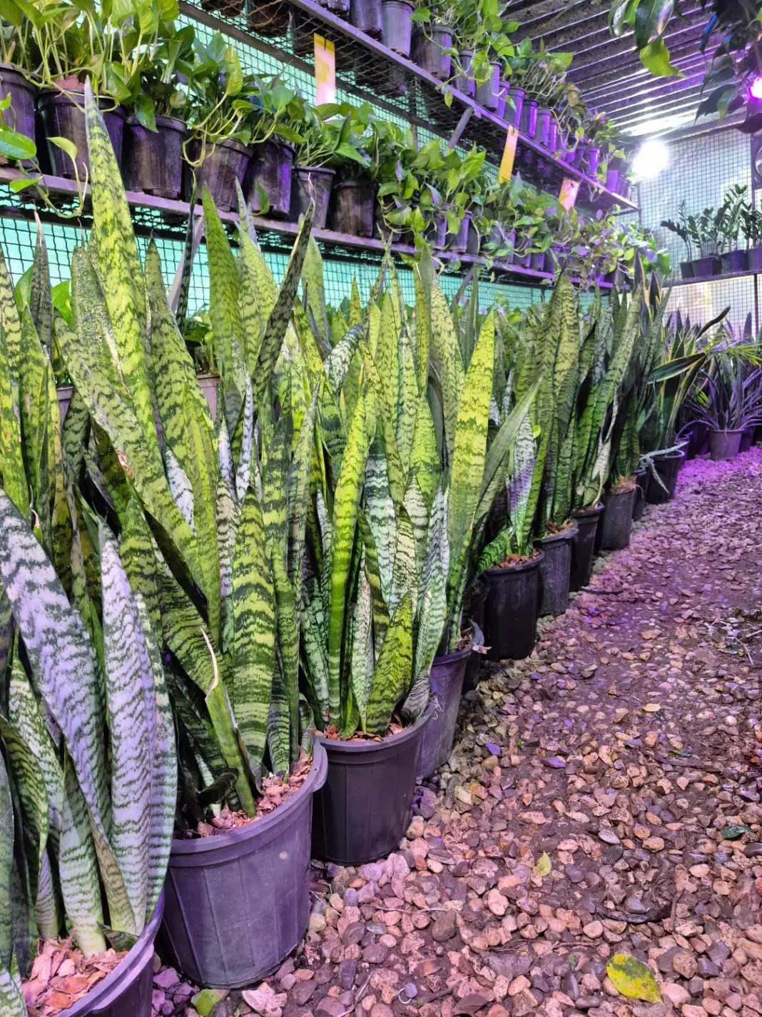 سانسوریا سبز شمشیری در اهواز پاداد|گل و گیاه طبیعی|اهواز, پادادشهر|دیوار