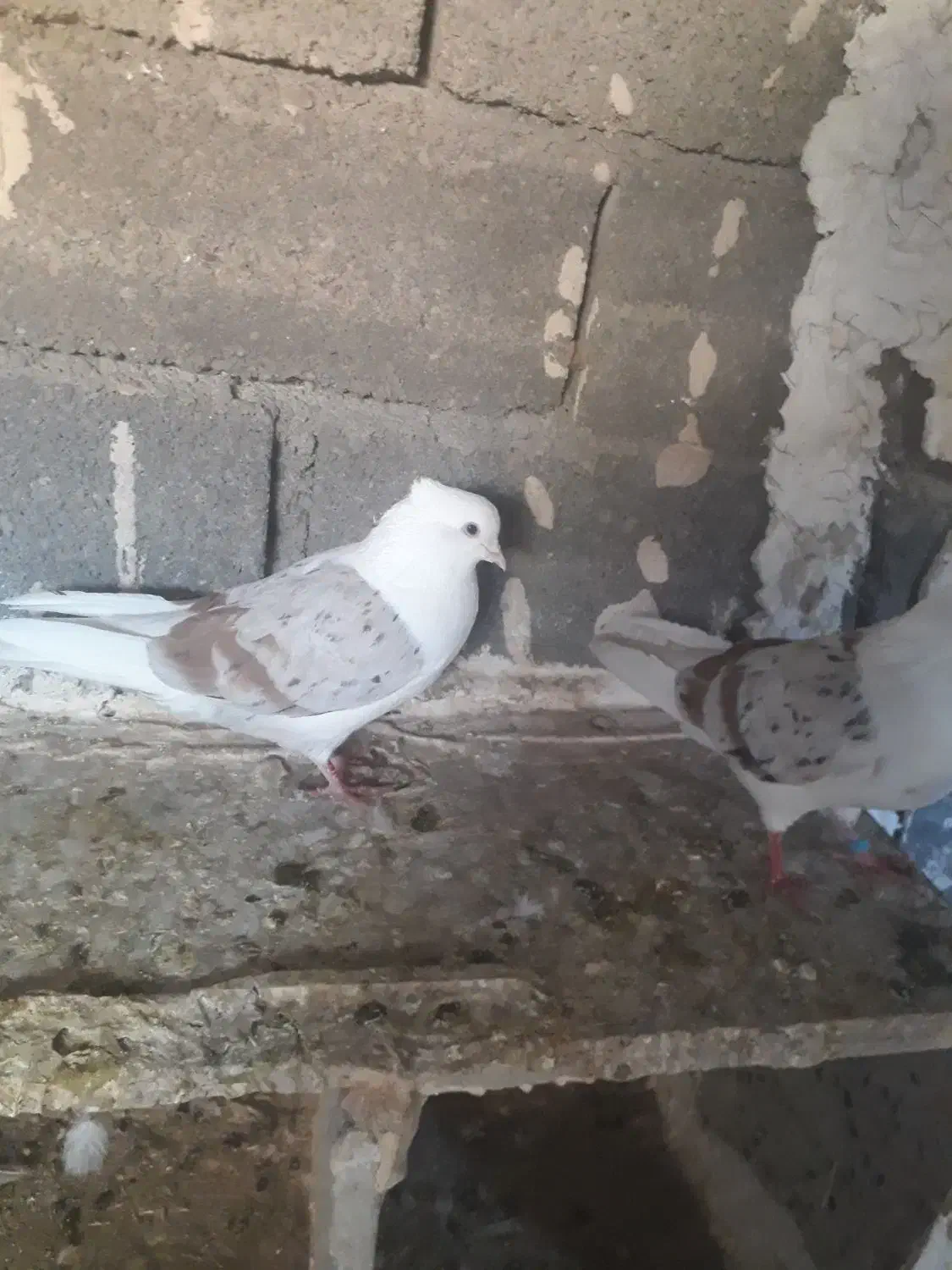 خوشونه|پرنده|چگنی, |دیوار