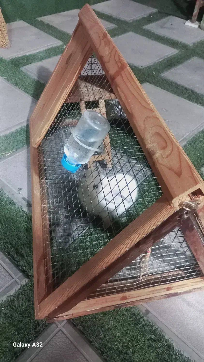 خرگوش لوپ چشم آبی|موش و خرگوش|تهران, علی‌آباد|دیوار