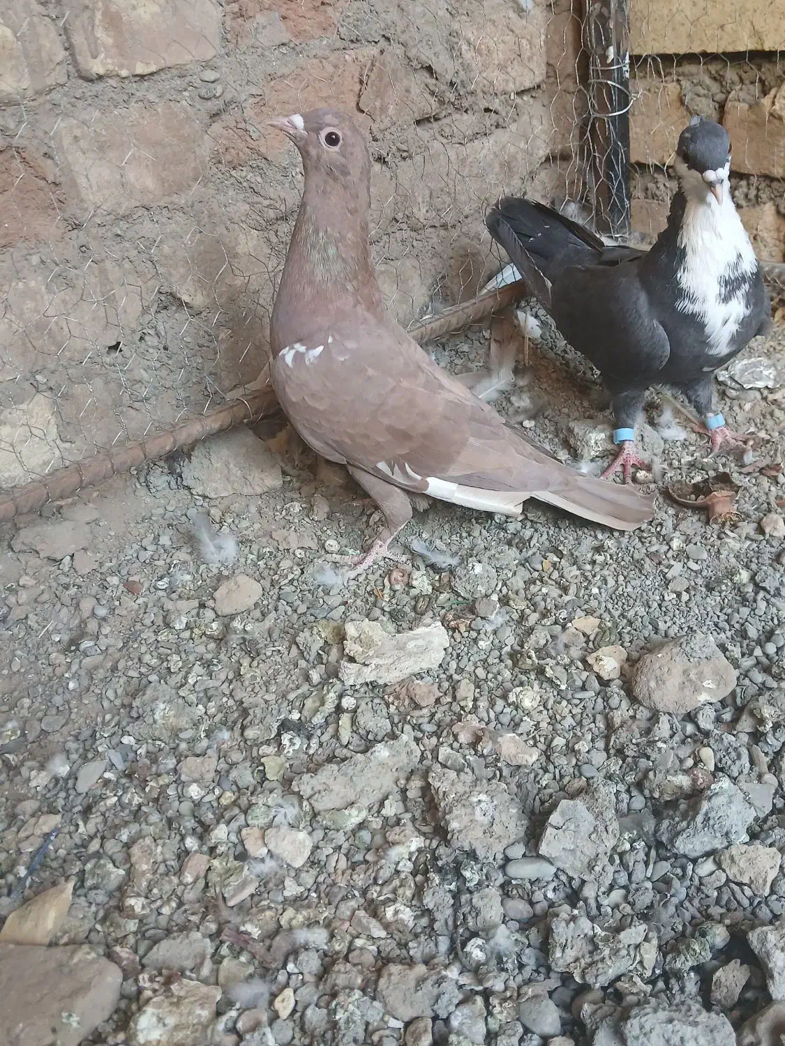 کفتر پرشی|پرنده|تربت‌حیدریه, میدان مرکزی|دیوار