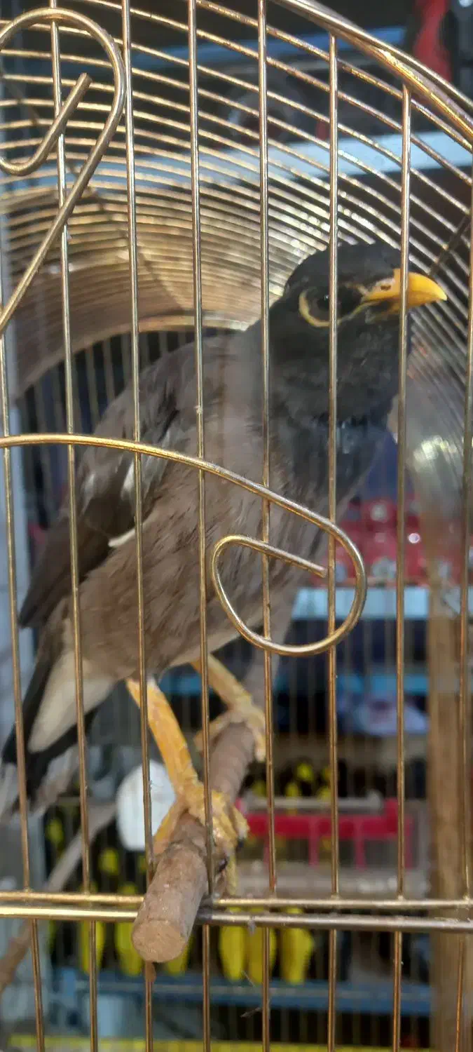 مرغ مینا دستی قناری خون۲۵۰۰۰۰۰|پرنده|کازرون, |دیوار