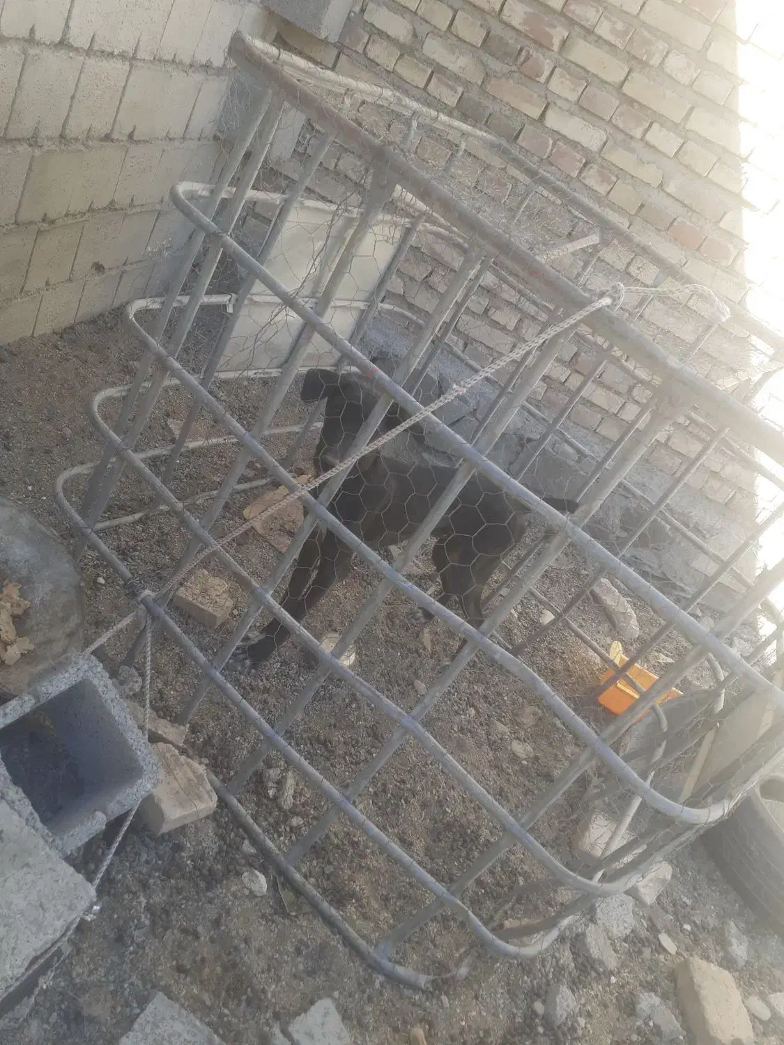 سگ سالم است خوب است برای نگهبان گوسفندان|سگ|سراوان, |دیوار