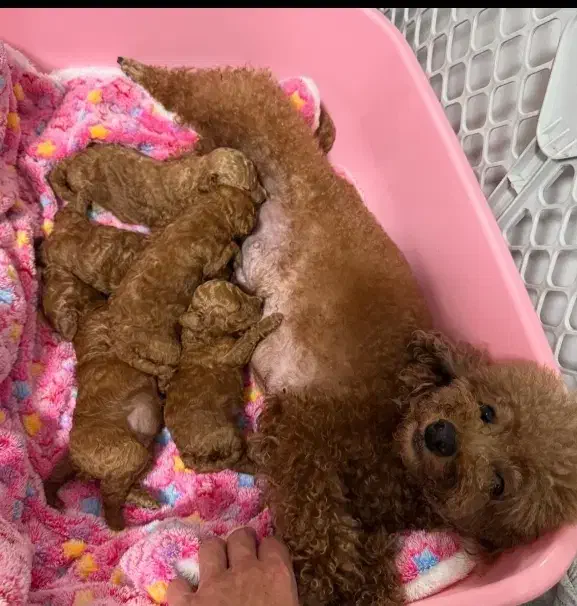 توله سگ پودل مینیاتوری اصیل سایز زیر صفر ی وجبی|سگ|مشهد, اقبال|دیوار