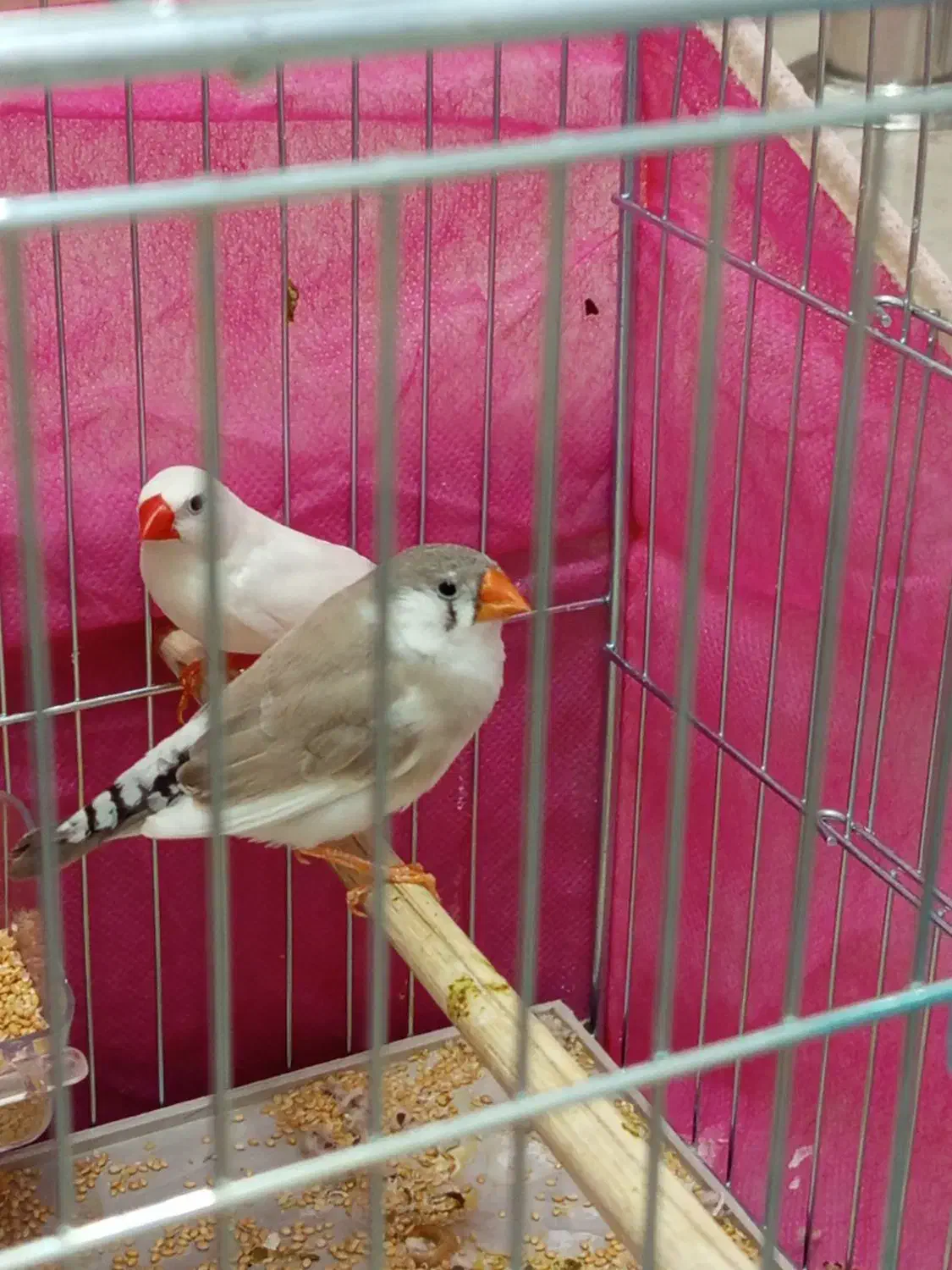 جفت فنچ مولد|پرنده|بوکان, |دیوار