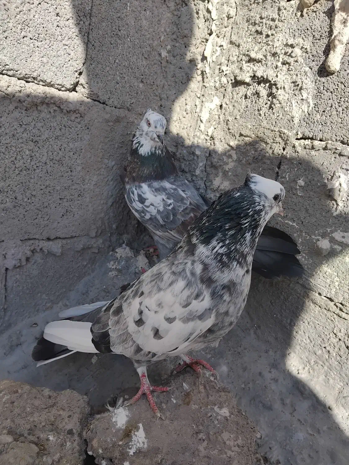 کبوتر تهرانی|پرنده|مرند, |دیوار