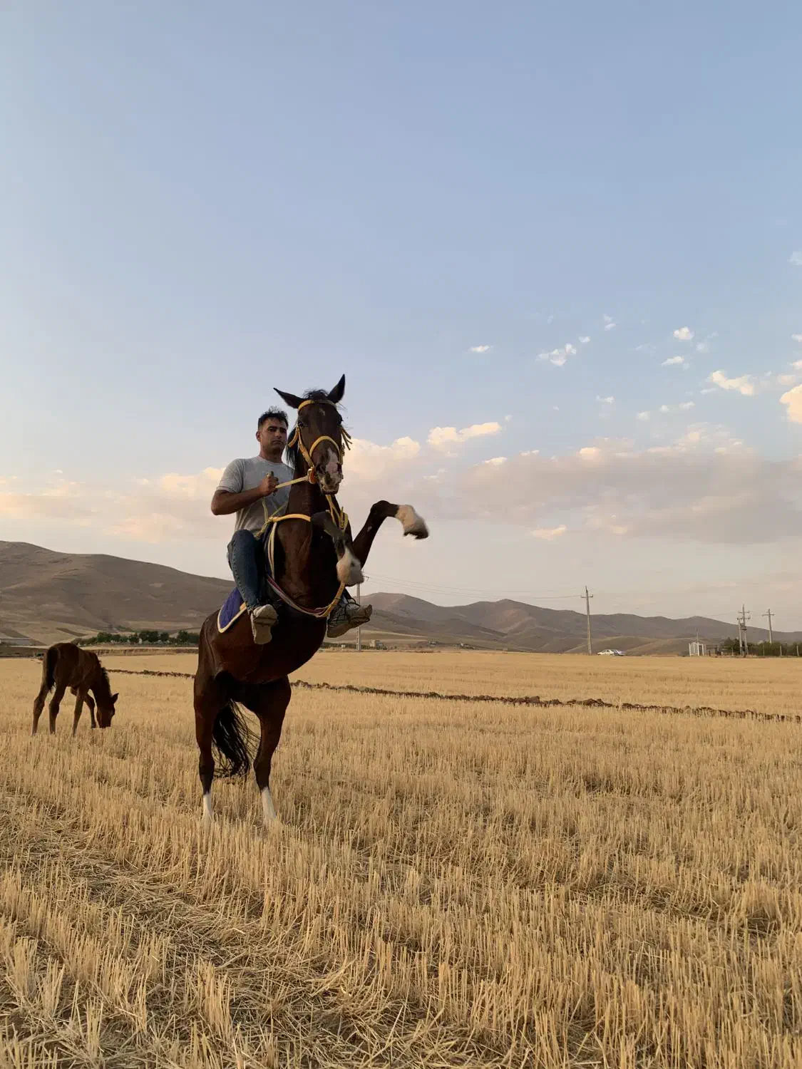 مادیون ۶ ساله|اسب و تجهیزات اسبسواری|سقز, |دیوار