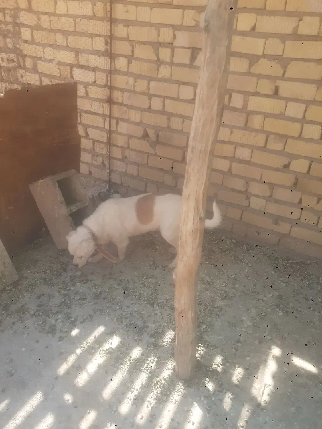 معاوظع با کبوتر|حیوانات|فسا, |دیوار