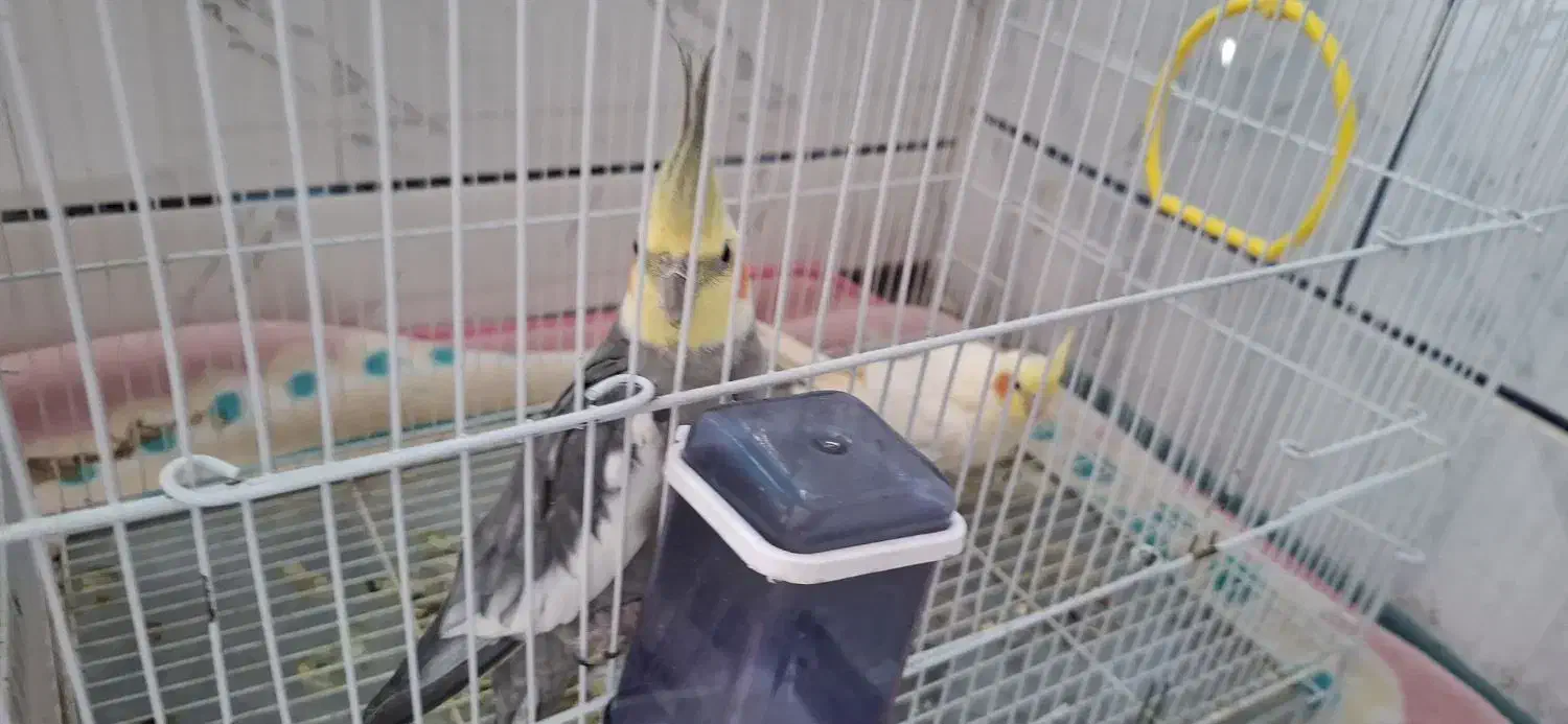 فروش|پرنده|ورزنه, |دیوار