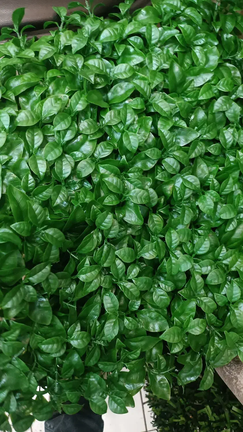 فنس /گرینوال/چمنی/ریسه/|گل مصنوعی|شیراز, سینما سعدی|دیوار