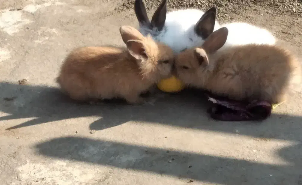 بچه خرگوش لوپ|موش و خرگوش|گرگان, |دیوار