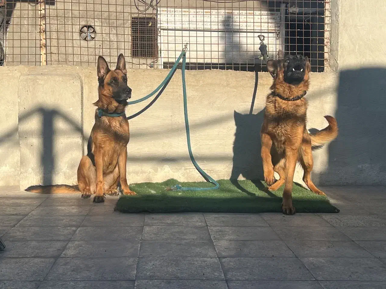 ژرمن کلاسیک شو نگهبان|سگ|شهریار, رامین|دیوار